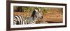 Awesome South Africa Collection Panoramic - Redbilled Oxpecker on Burchell's Zebra II-Philippe Hugonnard-Framed Photographic Print