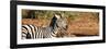 Awesome South Africa Collection Panoramic - Redbilled Oxpecker on Burchell's Zebra II-Philippe Hugonnard-Framed Photographic Print
