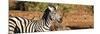 Awesome South Africa Collection Panoramic - Redbilled Oxpecker on Burchell's Zebra II-Philippe Hugonnard-Mounted Photographic Print