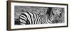 Awesome South Africa Collection Panoramic - Redbilled Oxpecker on Burchell's Zebra III B&W-Philippe Hugonnard-Framed Photographic Print