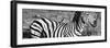 Awesome South Africa Collection Panoramic - Redbilled Oxpecker on Burchell's Zebra III B&W-Philippe Hugonnard-Framed Photographic Print