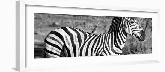 Awesome South Africa Collection Panoramic - Redbilled Oxpecker on Burchell's Zebra III B&W-Philippe Hugonnard-Framed Photographic Print