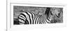 Awesome South Africa Collection Panoramic - Redbilled Oxpecker on Burchell's Zebra III B&W-Philippe Hugonnard-Framed Photographic Print