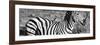 Awesome South Africa Collection Panoramic - Redbilled Oxpecker on Burchell's Zebra III B&W-Philippe Hugonnard-Framed Photographic Print