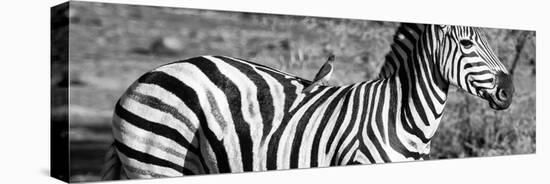 Awesome South Africa Collection Panoramic - Redbilled Oxpecker on Burchell's Zebra III B&W-Philippe Hugonnard-Stretched Canvas