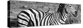 Awesome South Africa Collection Panoramic - Redbilled Oxpecker on Burchell's Zebra III B&W-Philippe Hugonnard-Stretched Canvas