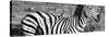 Awesome South Africa Collection Panoramic - Redbilled Oxpecker on Burchell's Zebra III B&W-Philippe Hugonnard-Stretched Canvas