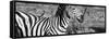 Awesome South Africa Collection Panoramic - Redbilled Oxpecker on Burchell's Zebra IV B&W-Philippe Hugonnard-Framed Stretched Canvas