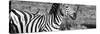 Awesome South Africa Collection Panoramic - Redbilled Oxpecker on Burchell's Zebra IV B&W-Philippe Hugonnard-Stretched Canvas