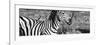 Awesome South Africa Collection Panoramic - Redbilled Oxpecker on Burchell's Zebra IV B&W-Philippe Hugonnard-Framed Photographic Print