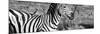 Awesome South Africa Collection Panoramic - Redbilled Oxpecker on Burchell's Zebra IV B&W-Philippe Hugonnard-Mounted Photographic Print