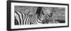 Awesome South Africa Collection Panoramic - Redbilled Oxpecker on Burchell's Zebra IV B&W-Philippe Hugonnard-Framed Photographic Print