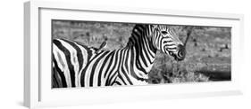 Awesome South Africa Collection Panoramic - Redbilled Oxpecker on Burchell's Zebra IV B&W-Philippe Hugonnard-Framed Photographic Print