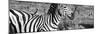 Awesome South Africa Collection Panoramic - Redbilled Oxpecker on Burchell's Zebra IV B&W-Philippe Hugonnard-Mounted Photographic Print