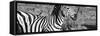 Awesome South Africa Collection Panoramic - Redbilled Oxpecker on Burchell's Zebra IV B&W-Philippe Hugonnard-Framed Stretched Canvas