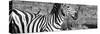 Awesome South Africa Collection Panoramic - Redbilled Oxpecker on Burchell's Zebra IV B&W-Philippe Hugonnard-Stretched Canvas