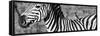 Awesome South Africa Collection Panoramic - Redbilled Oxpecker on Burchell's Zebra V B&W-Philippe Hugonnard-Framed Stretched Canvas