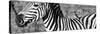 Awesome South Africa Collection Panoramic - Redbilled Oxpecker on Burchell's Zebra V B&W-Philippe Hugonnard-Stretched Canvas