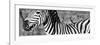 Awesome South Africa Collection Panoramic - Redbilled Oxpecker on Burchell's Zebra V B&W-Philippe Hugonnard-Framed Photographic Print