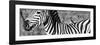 Awesome South Africa Collection Panoramic - Redbilled Oxpecker on Burchell's Zebra V B&W-Philippe Hugonnard-Framed Photographic Print