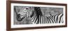 Awesome South Africa Collection Panoramic - Redbilled Oxpecker on Burchell's Zebra V B&W-Philippe Hugonnard-Framed Photographic Print