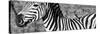 Awesome South Africa Collection Panoramic - Redbilled Oxpecker on Burchell's Zebra V B&W-Philippe Hugonnard-Stretched Canvas