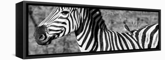 Awesome South Africa Collection Panoramic - Redbilled Oxpecker on Burchell's Zebra V B&W-Philippe Hugonnard-Framed Stretched Canvas