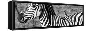 Awesome South Africa Collection Panoramic - Redbilled Oxpecker on Burchell's Zebra V B&W-Philippe Hugonnard-Framed Stretched Canvas
