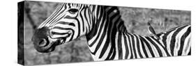 Awesome South Africa Collection Panoramic - Redbilled Oxpecker on Burchell's Zebra V B&W-Philippe Hugonnard-Stretched Canvas