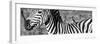 Awesome South Africa Collection Panoramic - Redbilled Oxpecker on Burchell's Zebra V B&W-Philippe Hugonnard-Framed Photographic Print