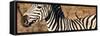 Awesome South Africa Collection Panoramic - Redbilled Oxpecker on Burchell's Zebra V-Philippe Hugonnard-Framed Stretched Canvas