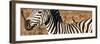 Awesome South Africa Collection Panoramic - Redbilled Oxpecker on Burchell's Zebra V-Philippe Hugonnard-Framed Photographic Print