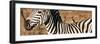 Awesome South Africa Collection Panoramic - Redbilled Oxpecker on Burchell's Zebra V-Philippe Hugonnard-Framed Photographic Print