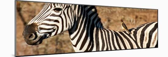 Awesome South Africa Collection Panoramic - Redbilled Oxpecker on Burchell's Zebra V-Philippe Hugonnard-Mounted Photographic Print