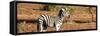 Awesome South Africa Collection Panoramic - Redbilled Oxpecker on Burchell's Zebra-Philippe Hugonnard-Framed Stretched Canvas