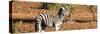 Awesome South Africa Collection Panoramic - Redbilled Oxpecker on Burchell's Zebra-Philippe Hugonnard-Stretched Canvas