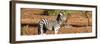 Awesome South Africa Collection Panoramic - Redbilled Oxpecker on Burchell's Zebra-Philippe Hugonnard-Framed Photographic Print