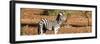 Awesome South Africa Collection Panoramic - Redbilled Oxpecker on Burchell's Zebra-Philippe Hugonnard-Framed Photographic Print