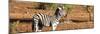 Awesome South Africa Collection Panoramic - Redbilled Oxpecker on Burchell's Zebra-Philippe Hugonnard-Mounted Photographic Print