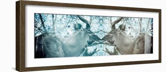 Awesome South Africa Collection Panoramic - Reflection of Greater Kudu - Aquamarine & Grey-Philippe Hugonnard-Framed Photographic Print