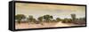 Awesome South Africa Collection Panoramic - Road in Savannah at Sunset-Philippe Hugonnard-Framed Stretched Canvas