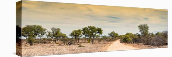 Awesome South Africa Collection Panoramic - Road in Savannah at Sunset-Philippe Hugonnard-Stretched Canvas