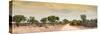 Awesome South Africa Collection Panoramic - Road in Savannah at Sunset-Philippe Hugonnard-Stretched Canvas