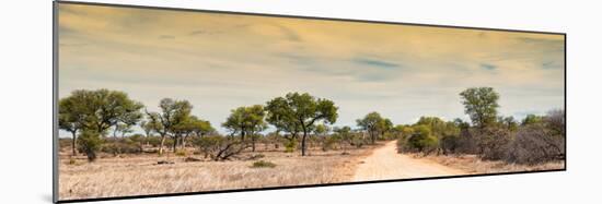 Awesome South Africa Collection Panoramic - Road in Savannah at Sunset-Philippe Hugonnard-Mounted Photographic Print