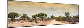 Awesome South Africa Collection Panoramic - Road in Savannah at Sunset-Philippe Hugonnard-Mounted Photographic Print