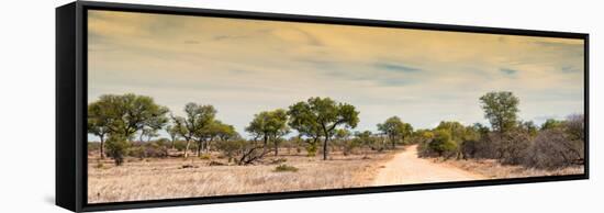 Awesome South Africa Collection Panoramic - Road in Savannah at Sunset-Philippe Hugonnard-Framed Stretched Canvas