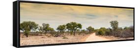 Awesome South Africa Collection Panoramic - Road in Savannah at Sunset-Philippe Hugonnard-Framed Stretched Canvas