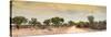 Awesome South Africa Collection Panoramic - Road in Savannah at Sunset-Philippe Hugonnard-Stretched Canvas