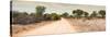 Awesome South Africa Collection Panoramic - Road in Savannah-Philippe Hugonnard-Stretched Canvas