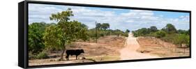 Awesome South Africa Collection Panoramic - Road in the Savannah-Philippe Hugonnard-Framed Stretched Canvas